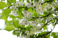 GSmLiw: Styrax japonicaj